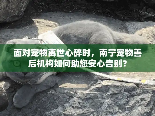 面对宠物离世心碎时，南宁宠物善后机构如何助您安心告别？