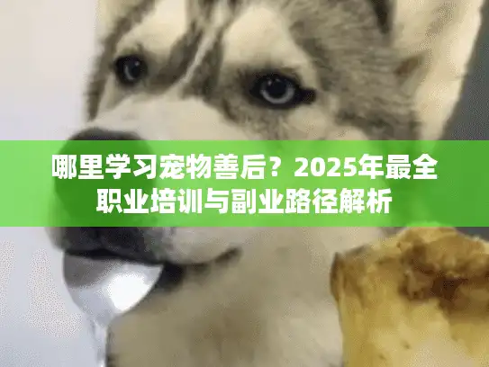 哪里学习宠物善后？2025年最全职业培训与副业路径解析