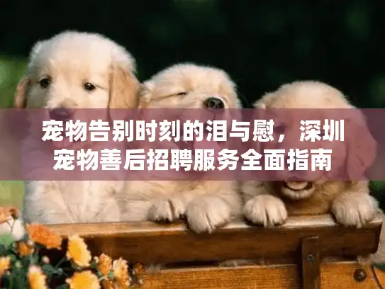 宠物告别时刻的泪与慰，深圳宠物善后招聘服务全面指南