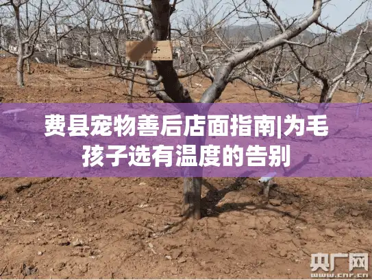 费县宠物善后店面指南|为毛孩子选有温度的告别 费县宠物善后店面指南|为毛孩子选有温度的告别