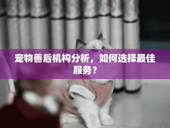 宠物善后机构分析，如何选择最佳服务？