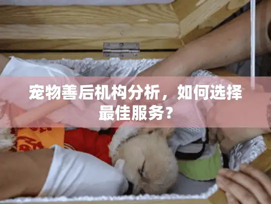 宠物善后机构分析，如何选择最佳服务？