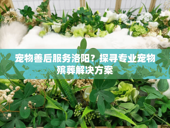 宠物善后服务洛阳?探寻专业宠物殡葬解决方案 宠物善后服务洛阳?探寻专业宠物殡葬解决方案