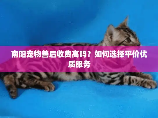 南阳宠物善后收费高吗？如何选择平价优质服务