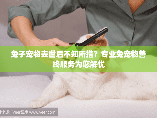 兔子宠物去世后不知所措？专业兔宠物善终服务为您解忧