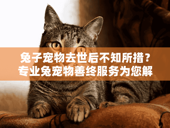 兔子宠物去世后不知所措？专业兔宠物善终服务为您解忧