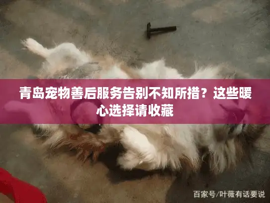 青岛宠物善后服务告别不知所措?这些暖心选择请收藏 青岛宠物善后服务告别不知所措?这些暖心选择请收藏