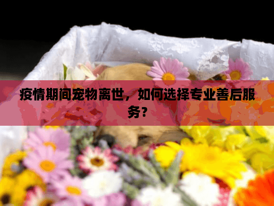 疫情期间宠物离世，如何选择专业善后服务？