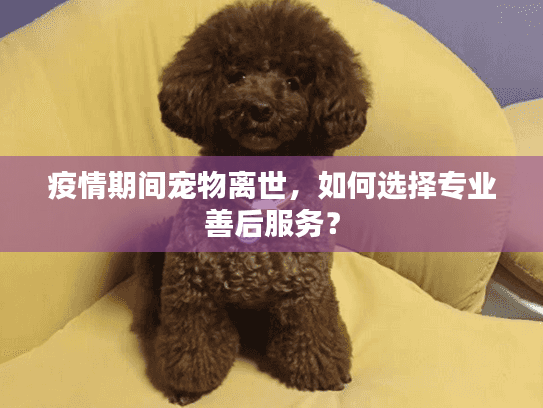 疫情期间宠物离世，如何选择专业善后服务？