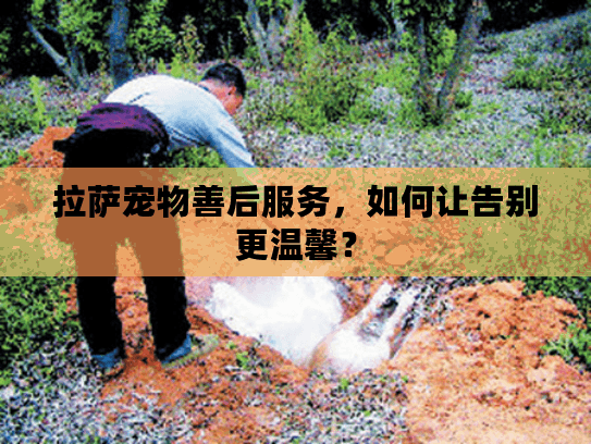 拉萨宠物善后服务，如何让告别更温馨？