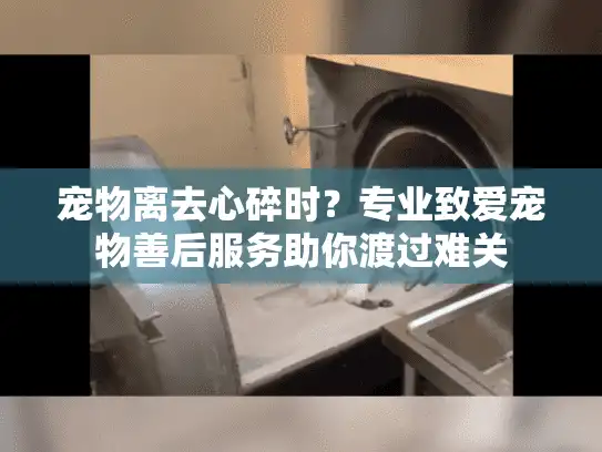 宠物离去心碎时？专业致爱宠物善后服务助你渡过难关