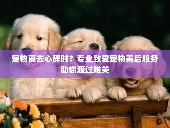 宠物离去心碎时？专业致爱宠物善后服务助你渡过难关