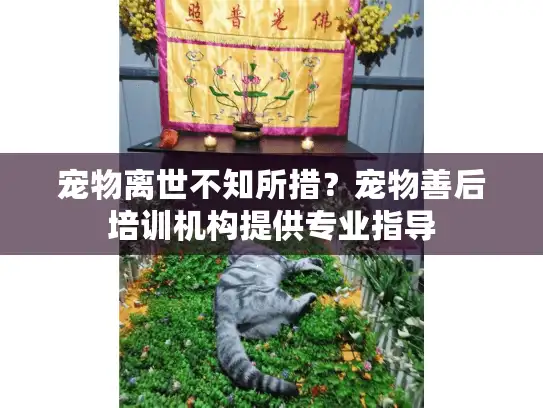 宠物离世不知所措？宠物善后培训机构提供专业指导