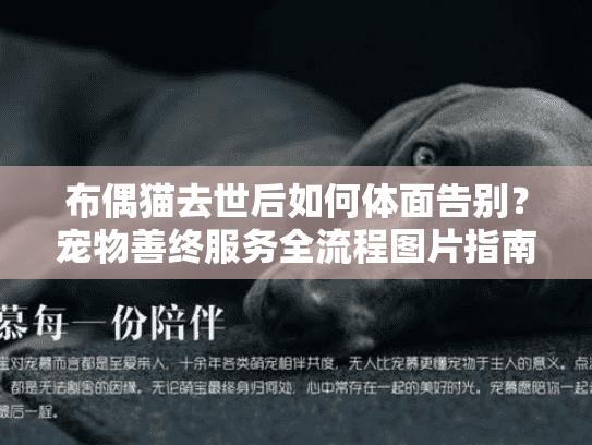 布偶猫去世后如何体面告别？宠物善终服务全流程图片指南