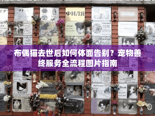 布偶猫去世后如何体面告别？宠物善终服务全流程图片指南