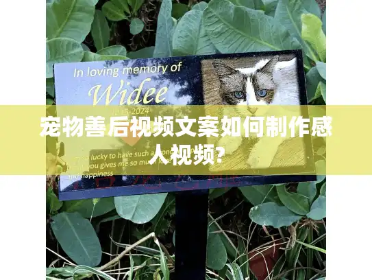 宠物善后视频文案如何制作感人视频? 宠物善后视频文案如何制作感人视频?