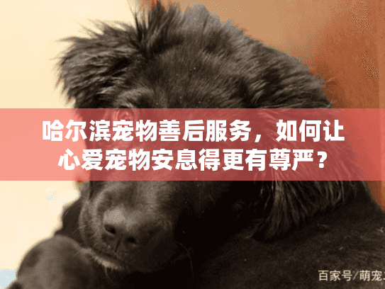 哈尔滨宠物善后服务，如何让心爱宠物安息得更有尊严？