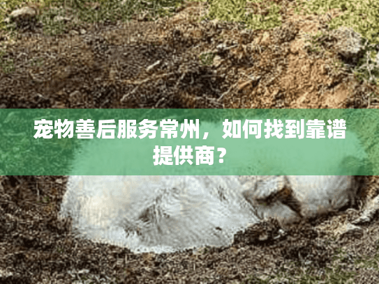 宠物善后服务常州，如何找到靠谱提供商？