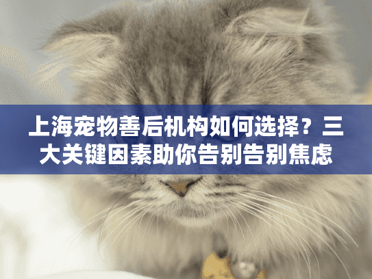 上海宠物善后机构如何选择？三大关键因素助你告别告别焦虑