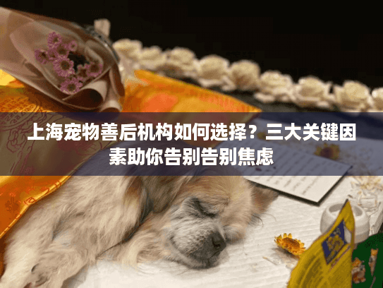 上海宠物善后机构如何选择？三大关键因素助你告别告别焦虑