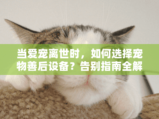 当爱宠离世时,如何选择宠物善后设备?告别指南全解析 当爱宠离世时,如何选择宠物善后设备?告别指南全解析