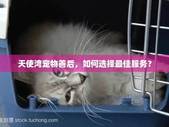 天使湾宠物善后，如何选择最佳服务？