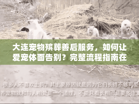 大连宠物殡葬善后服务，如何让爱宠体面告别？完整流程指南在这里