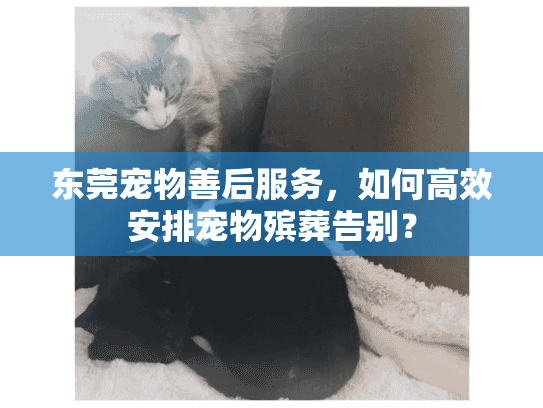 东莞宠物善后服务，如何高效安排宠物殡葬告别？