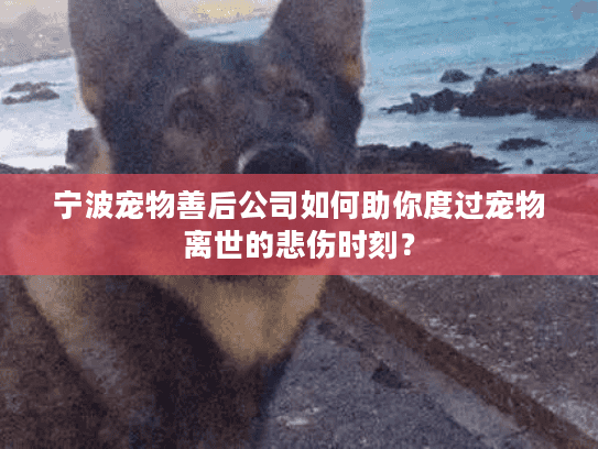 宁波宠物善后公司如何助你度过宠物离世的悲伤时刻？