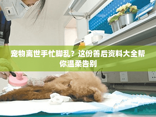 宠物离世手忙脚乱？这份善后资料大全帮你温柔告别