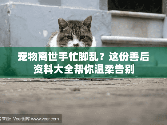 宠物离世手忙脚乱？这份善后资料大全帮你温柔告别