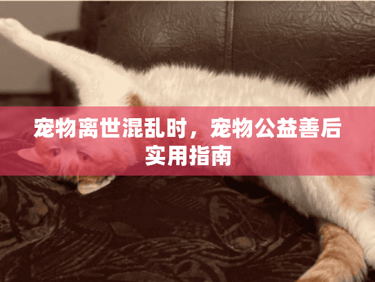 宠物离世混乱时,宠物公益善后实用指南 宠物离世混乱时,宠物公益善后实用指南