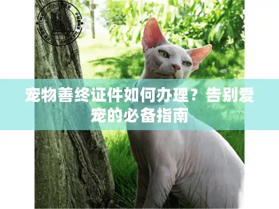 宠物善终证件如何办理？告别爱宠的必备指南