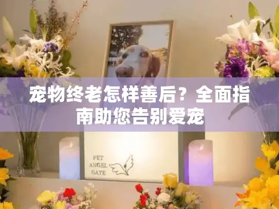 宠物终老怎样善后？全面指南助您告别爱宠