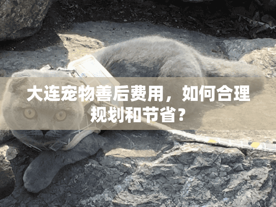 大连宠物善后费用，如何合理规划和节省？
