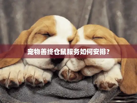 宠物善终仓鼠服务如何安排？
