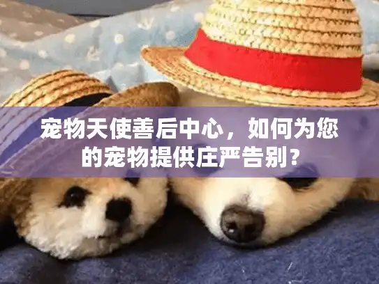 宠物天使善后中心,如何为您的宠物提供庄严告别? 宠物天使善后中心,如何为您的宠物提供庄严告别?