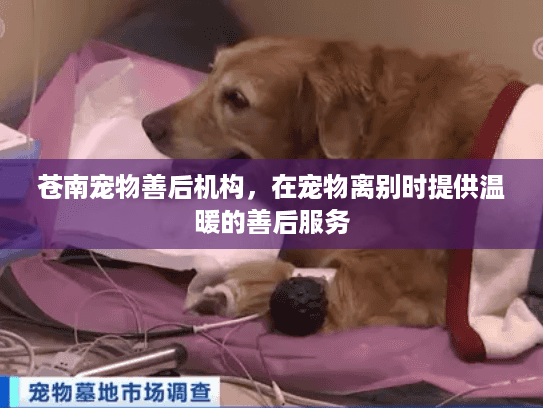 苍南宠物善后机构，在宠物离别时提供温暖的善后服务