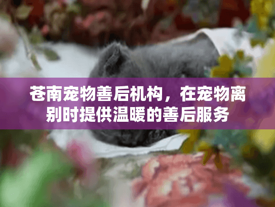 苍南宠物善后机构，在宠物离别时提供温暖的善后服务