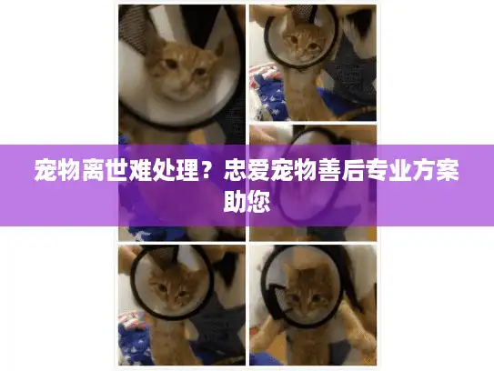 宠物离世难处理？忠爱宠物善后专业方案助您