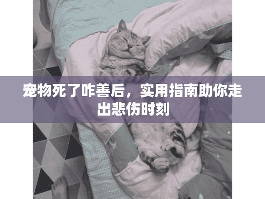 宠物死了咋善后，实用指南助你走出悲伤时刻
