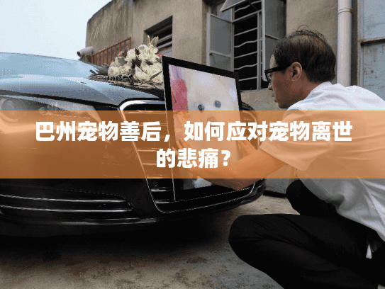 巴州宠物善后，如何应对宠物离世的悲痛？