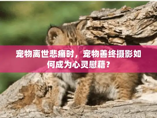 宠物离世悲痛时,宠物善终摄影如何成为心灵慰藉? 宠物离世悲痛时,宠物善终摄影如何成为心灵慰藉?