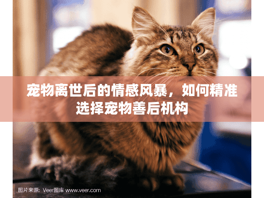 宠物离世后的情感风暴，如何精准选择宠物善后机构