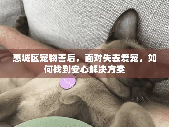 惠城区宠物善后，面对失去爱宠，如何找到安心解决方案