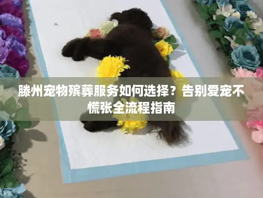 滕州宠物殡葬服务如何选择？告别爱宠不慌张全流程指南