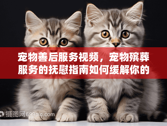 宠物善后服务视频，宠物殡葬服务的抚慰指南如何缓解你的哀伤？