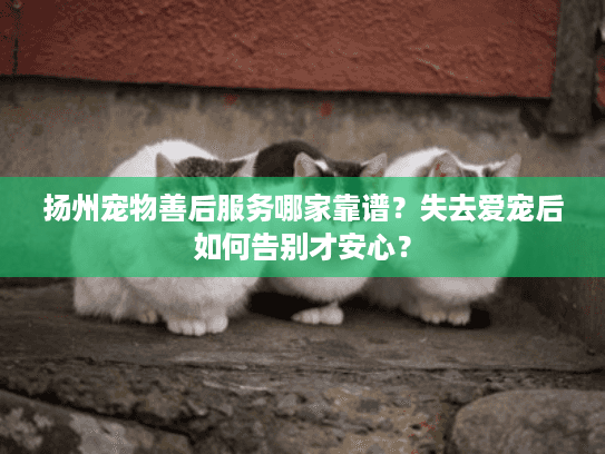 扬州宠物善后服务哪家靠谱？失去爱宠后如何告别才安心？