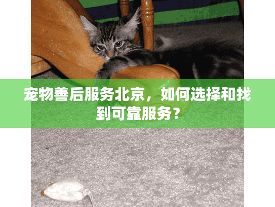 宠物善后服务北京，如何选择和找到可靠服务？