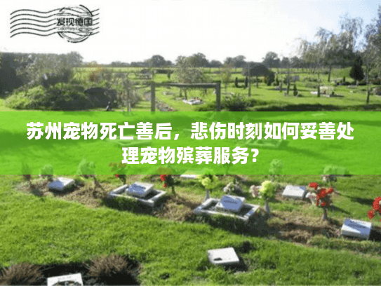 苏州宠物死亡善后，悲伤时刻如何妥善处理宠物殡葬服务？